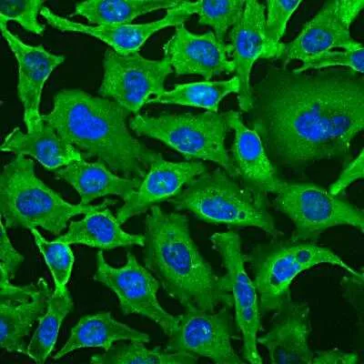 Novus Biologicals Antibodies